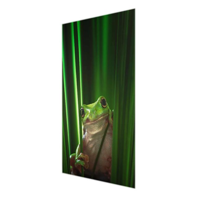 Tableros magnéticos de vidrio Merry Frog