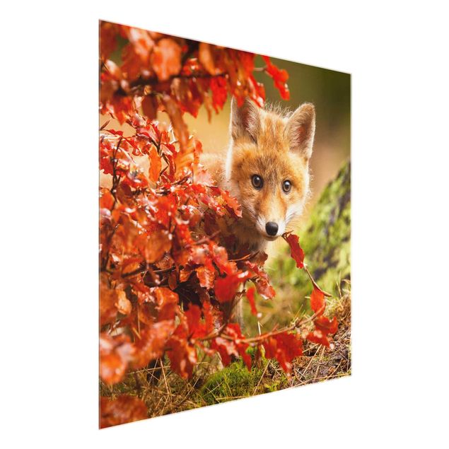 Cuadros de cristal paisajes Fox In Autumn