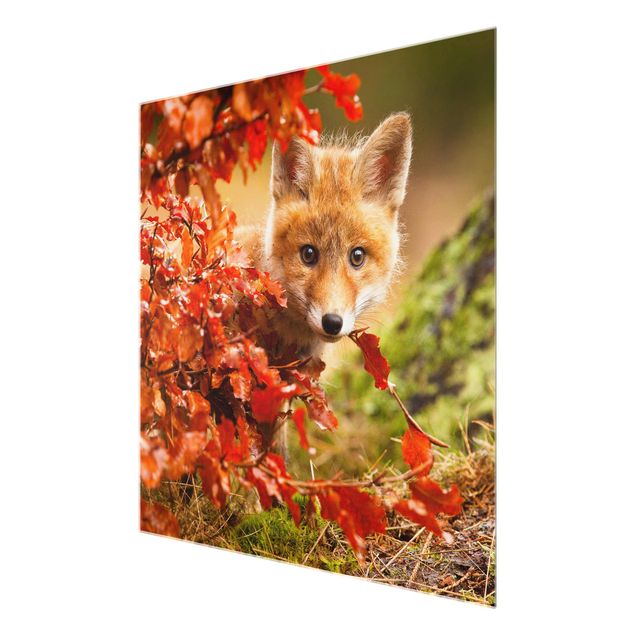 Cuadros de naturaleza Fox In Autumn