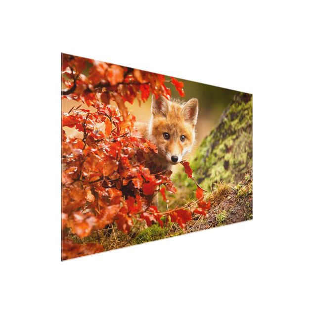 Cuadros de cristal paisajes Fox In Autumn