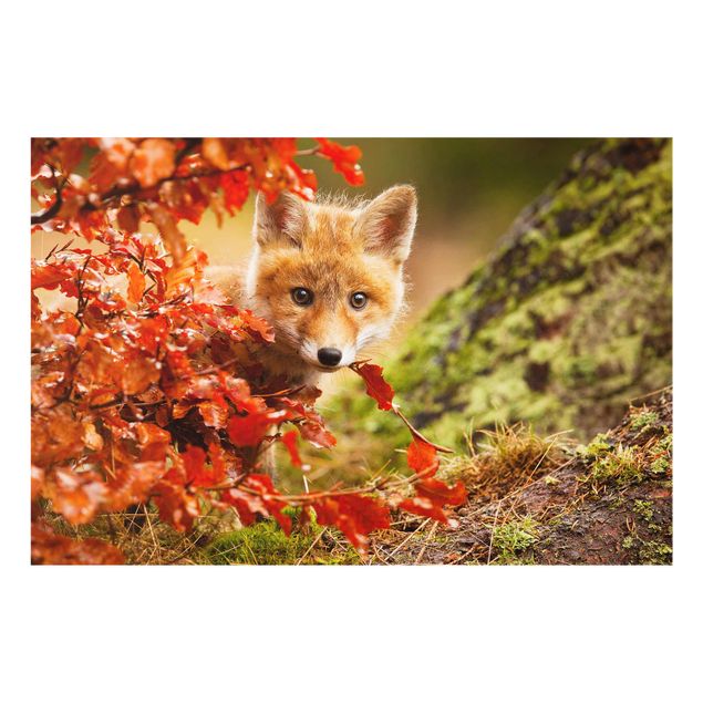 Cuadros de cristal animales Fox In Autumn