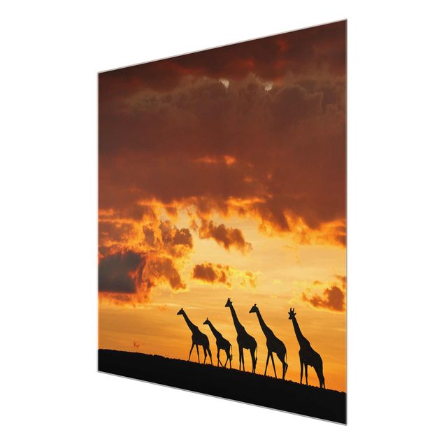 Cuadros naturaleza Five Giraffes