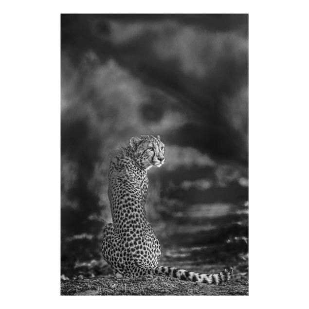 Cuadros a blanco y negro Cheetah In The Wildness