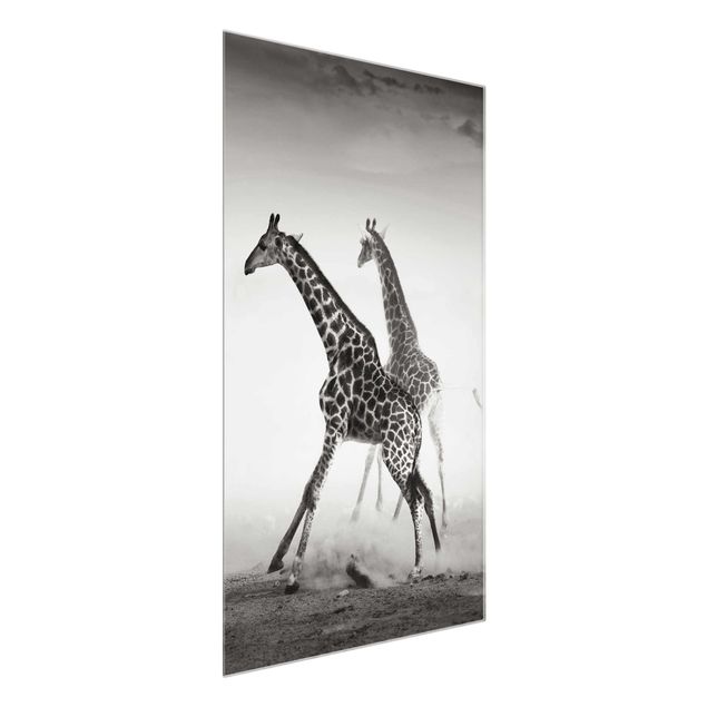 Cuadros de cristal animales Giraffe Hunt