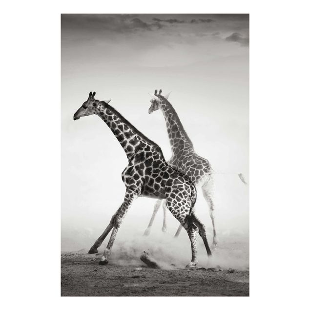 Cuadros modernos Giraffe Hunt