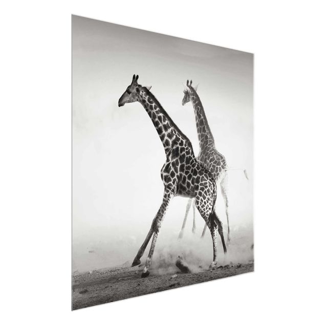 Cuadros de cristal animales Giraffe Hunt