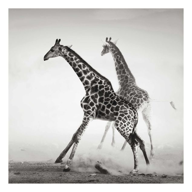 Cuadros modernos y elegantes Giraffe Hunt