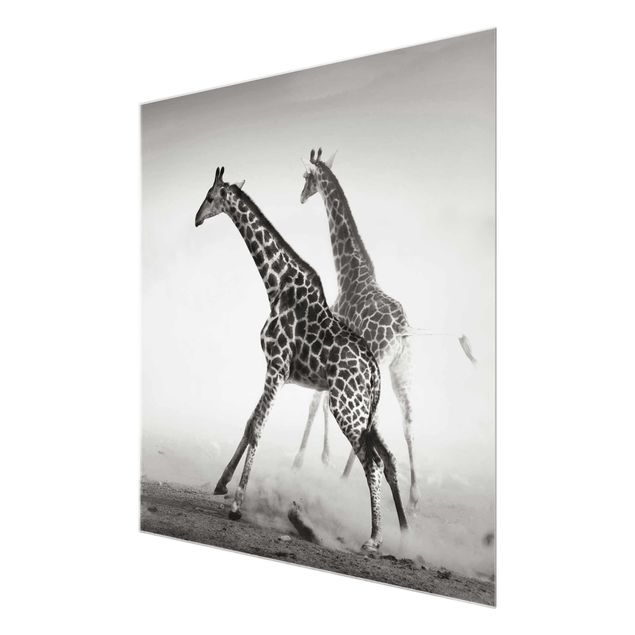 Cuadros modernos blanco y negro Giraffe Hunt