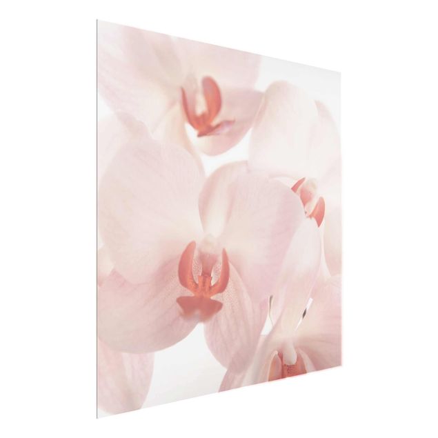 Cuadros de cristal flores Bright Orchid Flower Wallpaper - Svelte Orchids