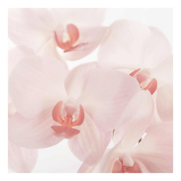 Cuadros de plantas Bright Orchid Flower Wallpaper - Svelte Orchids