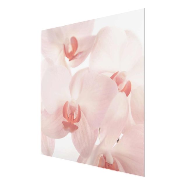 Cuadros flores Bright Orchid Flower Wallpaper - Svelte Orchids