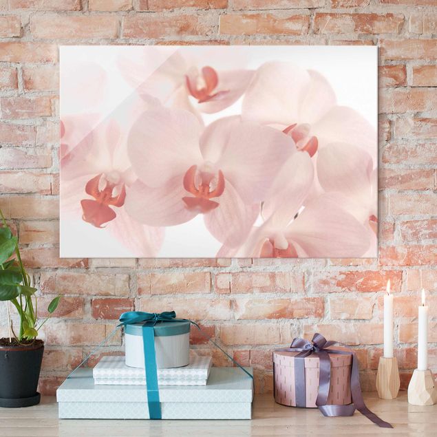 Cuadros de cristal orquídeas Bright Orchid Flower Wallpaper - Svelte Orchids