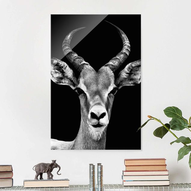 Decoración cocina Impala antelope black & white