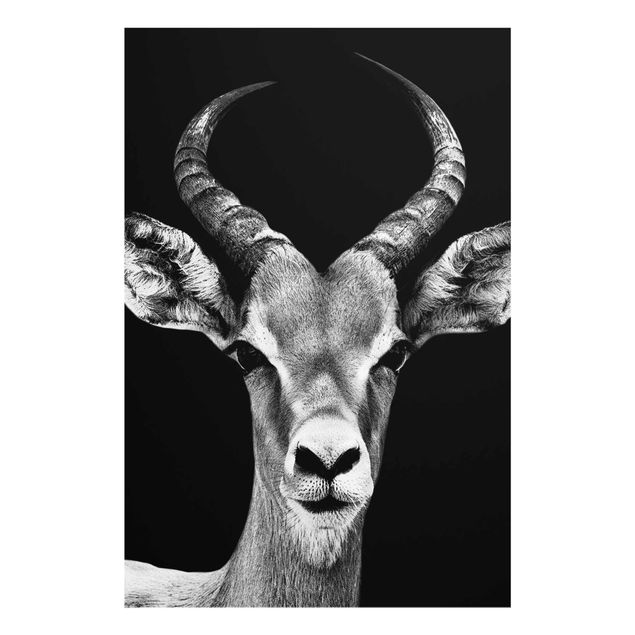 Cuadros en blanco y negro Impala antelope black & white
