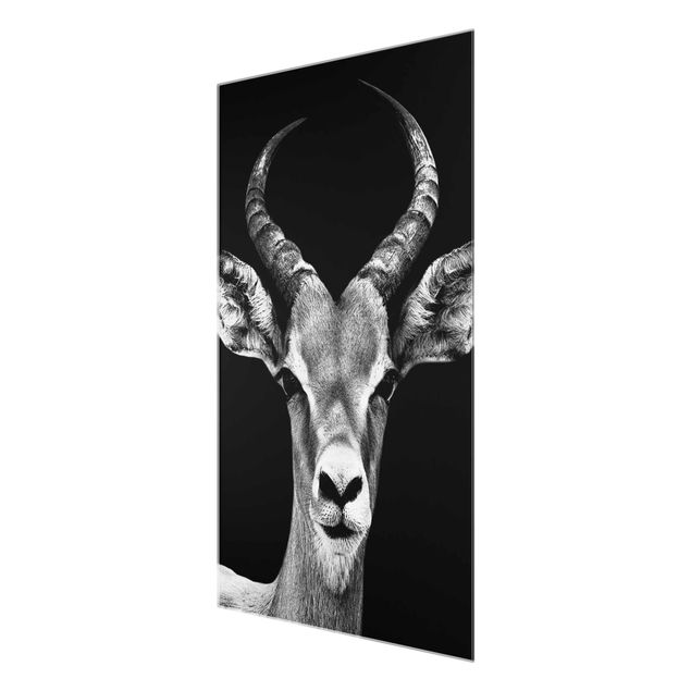 Cuadros decorativos Impala antelope black & white