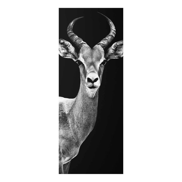 Cuadros modernos blanco y negro Impala antelope black & white