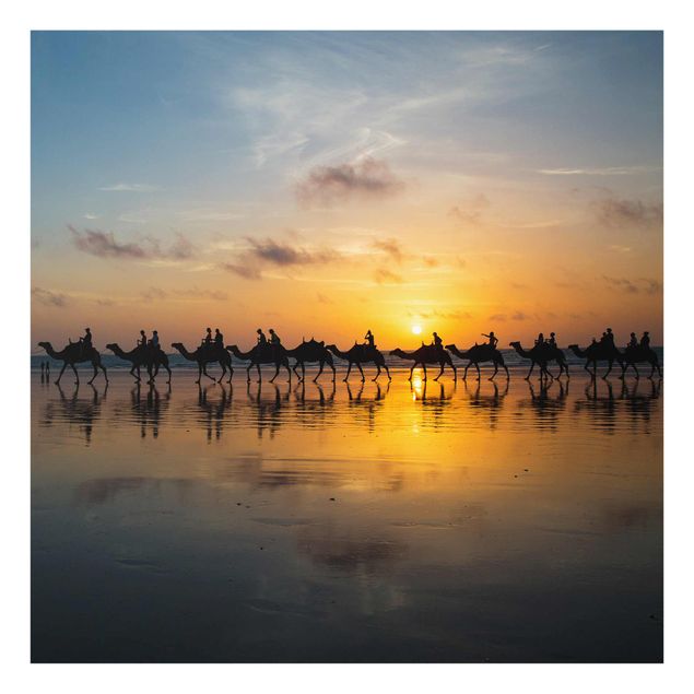 Cuadros animales Camels in the sunset