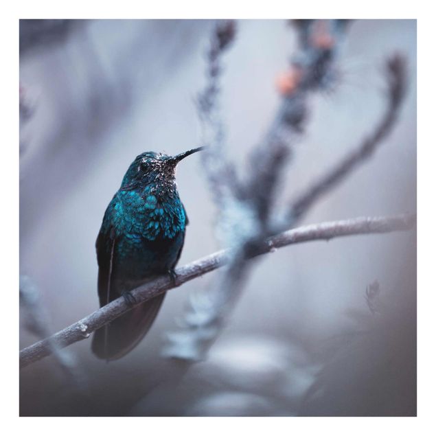 Cuadro morado Hummingbird In Winter