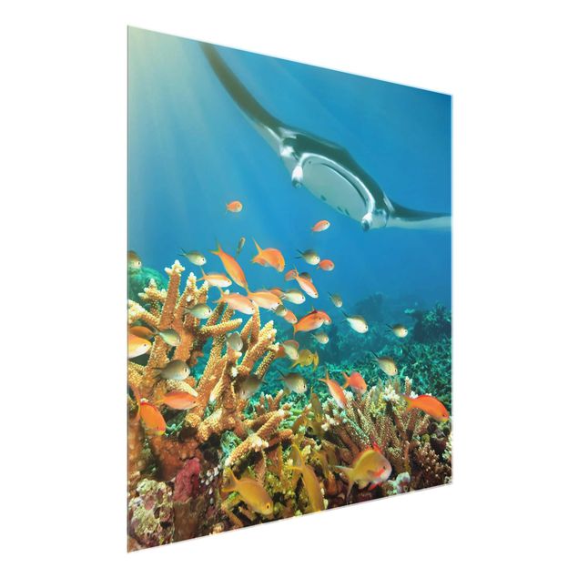 Cuadros animales Coral reef