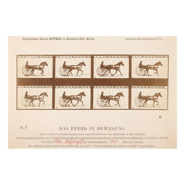 Cuadros de cristal animales Eadweard Muybridge - The horse in Motion