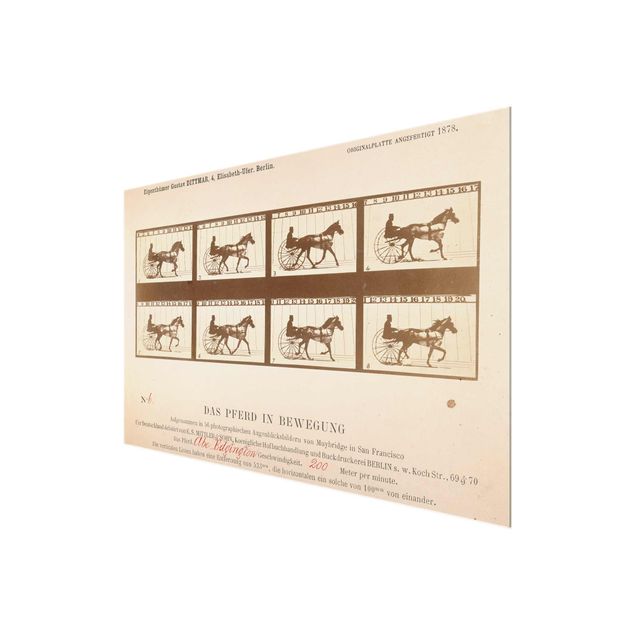 Reproducciónes de cuadros Eadweard Muybridge - The horse in Motion