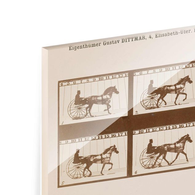 Cuadros decorativos modernos Eadweard Muybridge - The horse in Motion