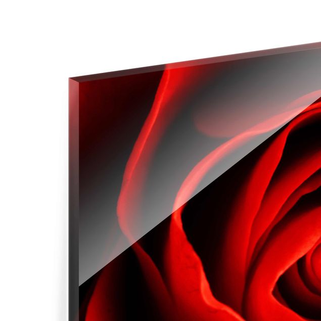 Tableros magnéticos de vidrio Lovely Rose