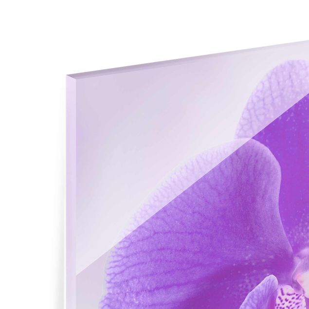 Cuadros decorativos Purple Orchid On Water