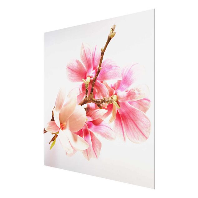 Cuadros decorativos Magnolia Blossoms