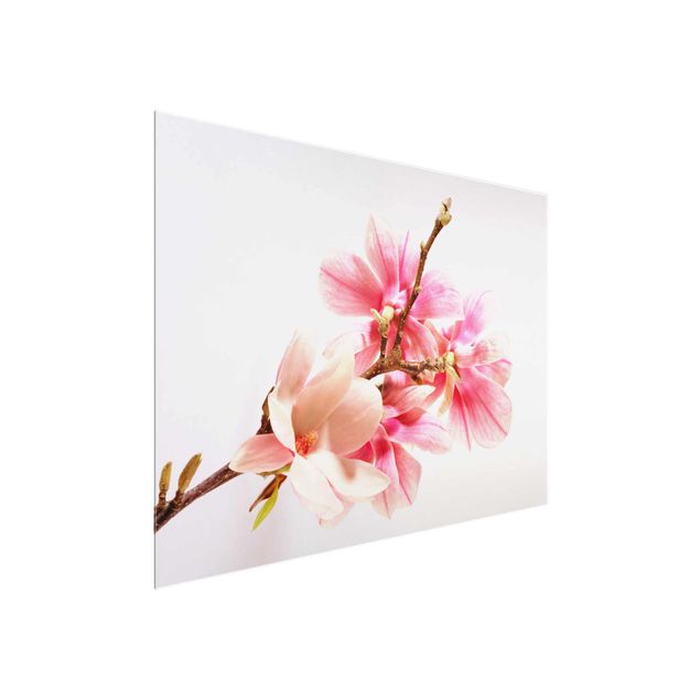 Cuadros de flores modernos Magnolia Blossoms