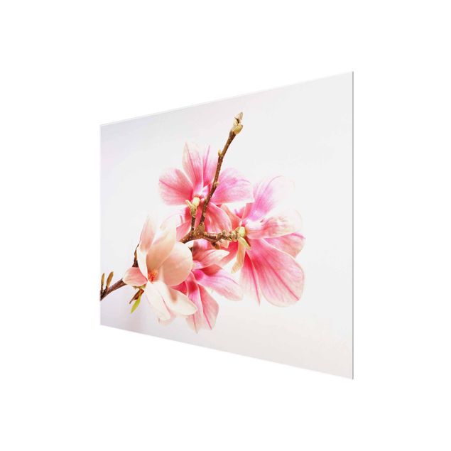 Cuadros modernos Magnolia Blossoms