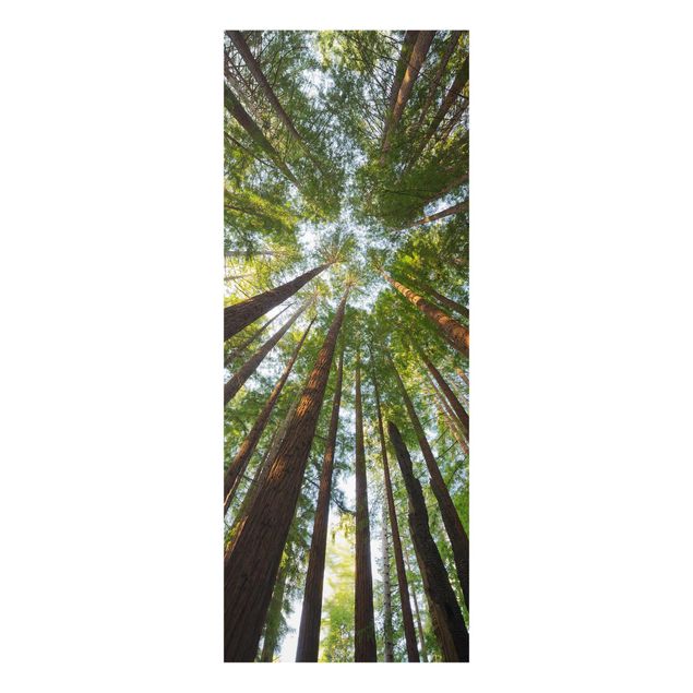 Cuadros de cristal paisajes Sequoia Tree Tops