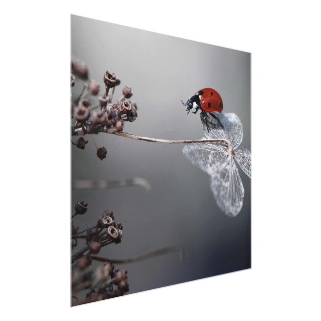 Cuadros de flores Ladybird On Hydrangea