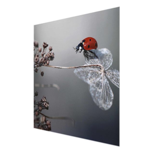 Cuadros Ladybird On Hydrangea