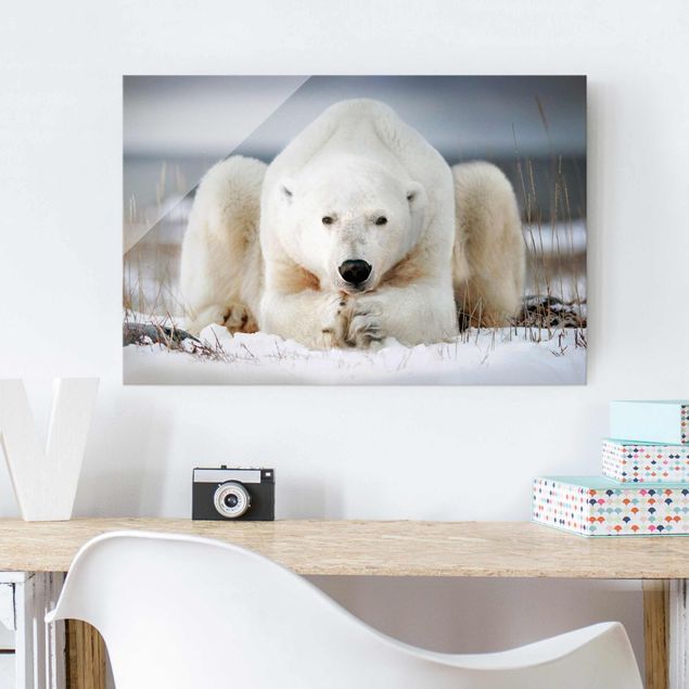 Cuadros de osos Contemplative Polar Bear