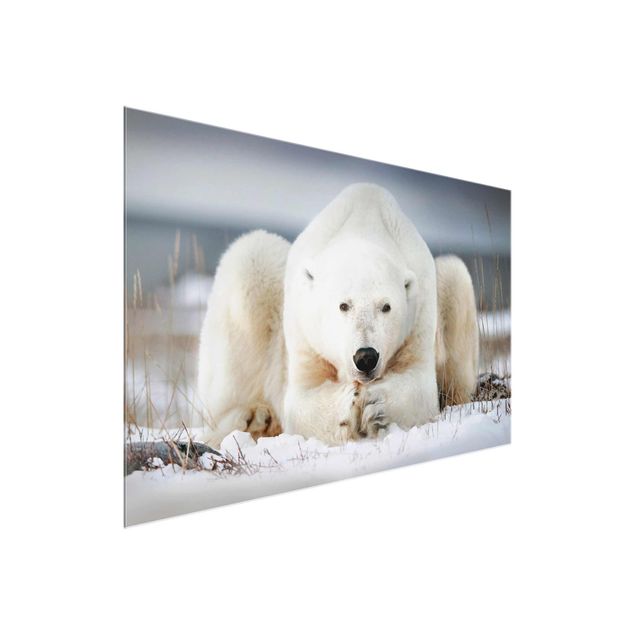 Cuadros modernos Contemplative Polar Bear