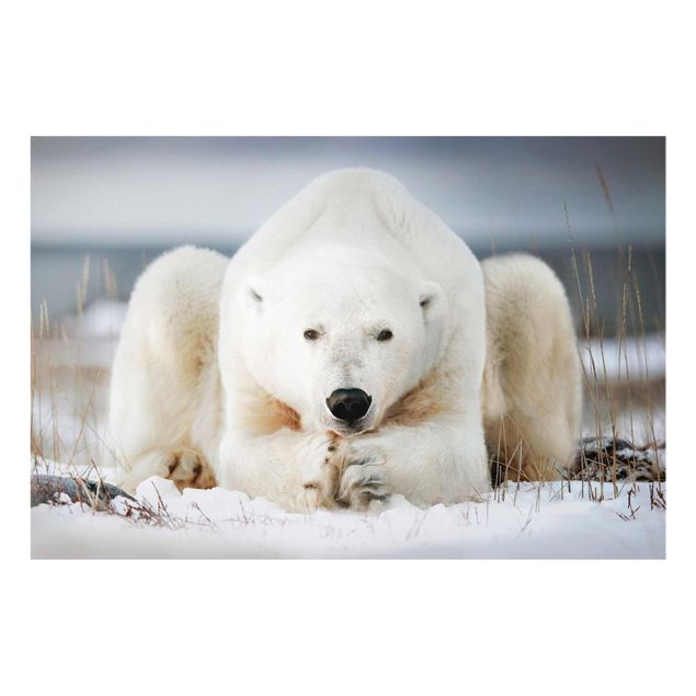 Cuadros de animales Contemplative Polar Bear