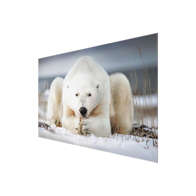 Cuadros Contemplative Polar Bear