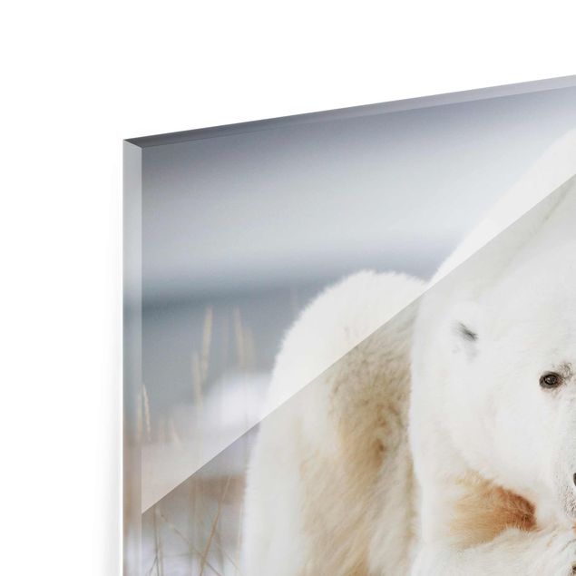 Tableros magnéticos de vidrio Contemplative Polar Bear