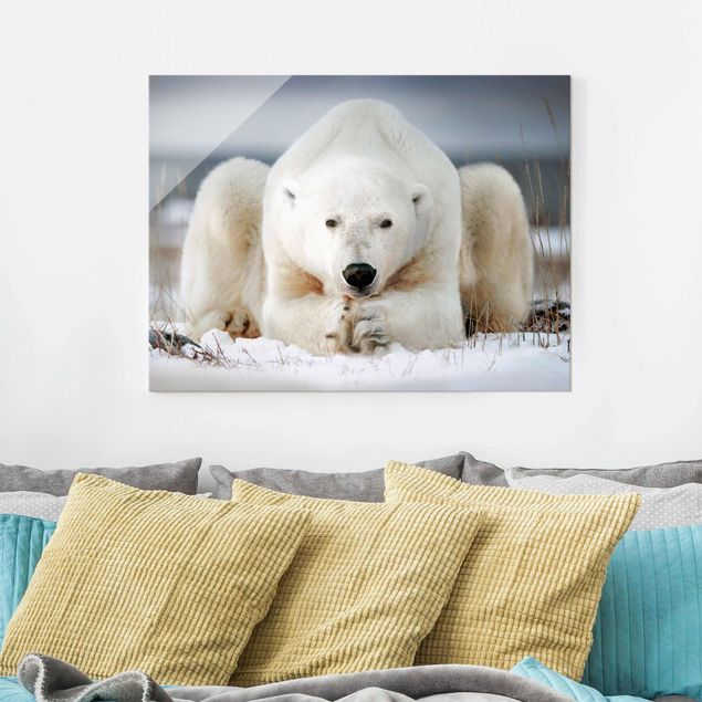 Cuadros de osos Contemplative Polar Bear
