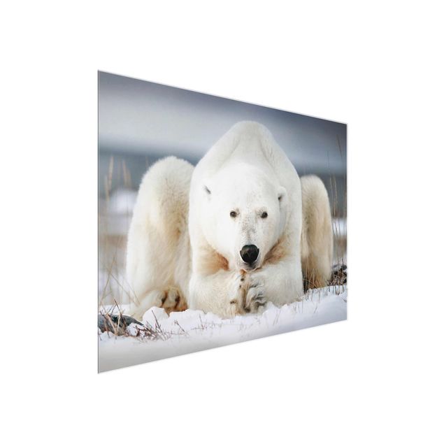 Cuadros modernos Contemplative Polar Bear