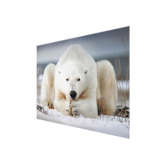 Cuadros Contemplative Polar Bear