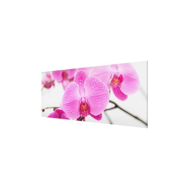 Cuadros de flores Close-Up Orchid