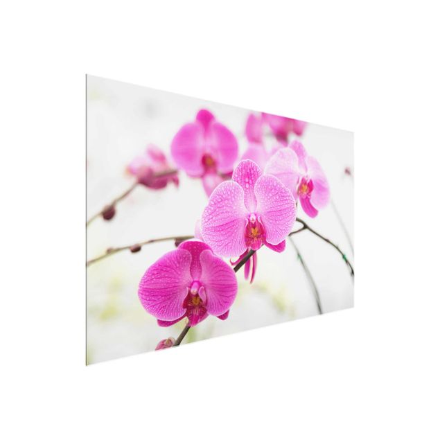 Cuadros de cristal flores Close-Up Orchid