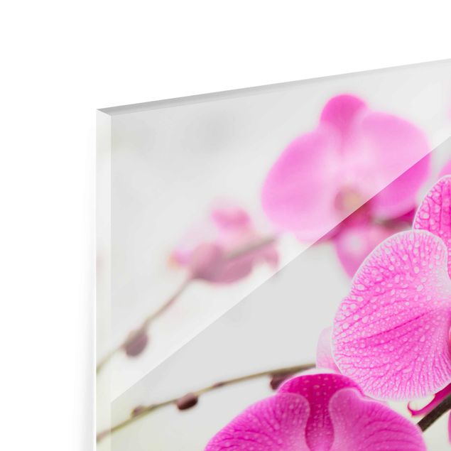 Tableros magnéticos de vidrio Close-Up Orchid