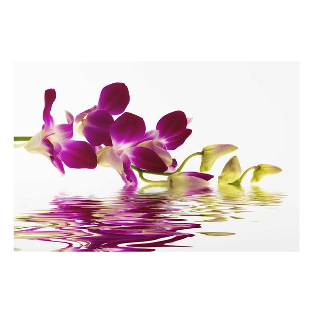 Cuadros plantas Pink Orchid Waters