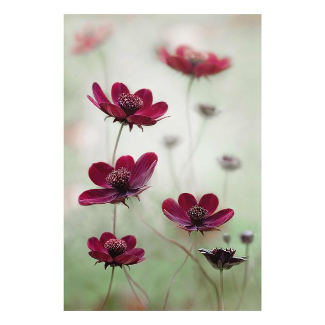 Cuadros morados Pink Cosmos Flower