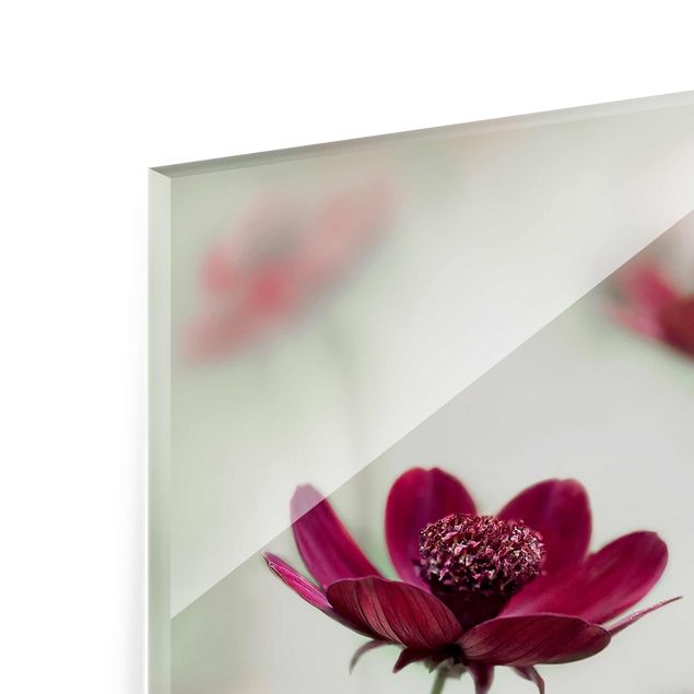 Tableros magnéticos de vidrio Pink Cosmos Flower