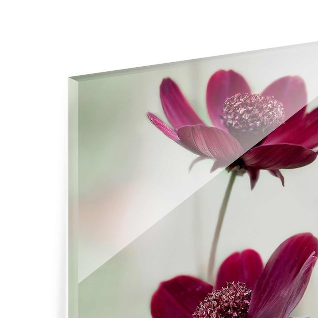 Tableros magnéticos de vidrio Pink Cosmos Flower