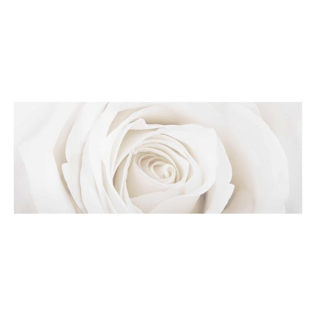 Cuadros flores Pretty White Rose
